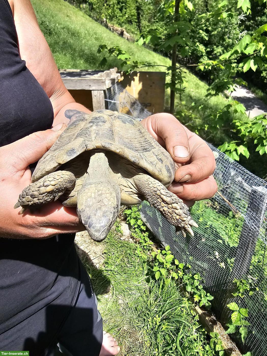 Bild 4: 5 Griechische Landschildkröten suchen dringend ein Zuhause