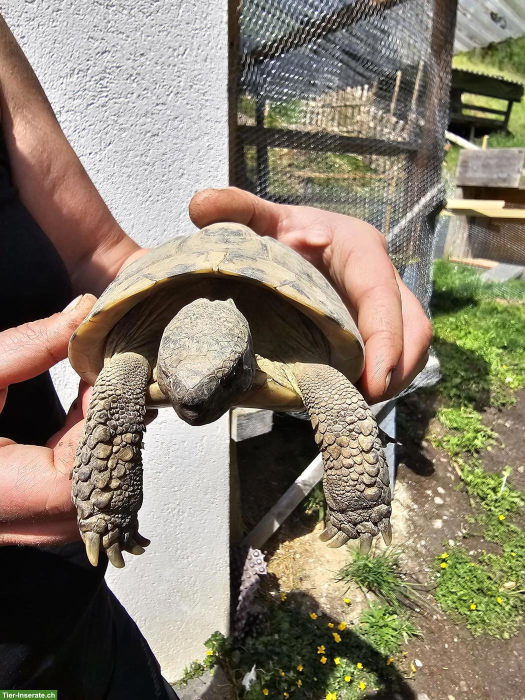 Bild 5: 5 Griechische Landschildkröten suchen dringend ein Zuhause