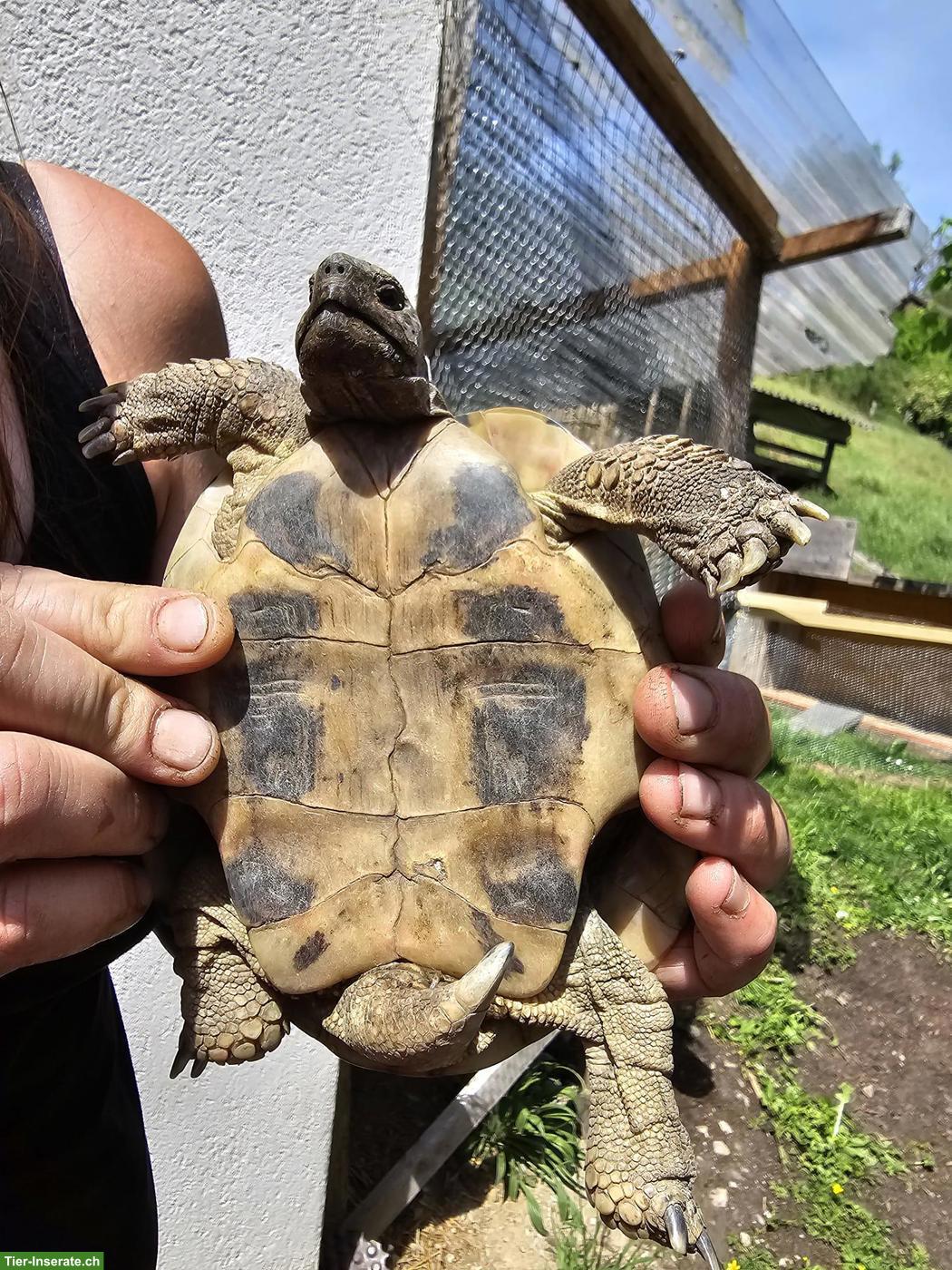 Bild 6: 5 Griechische Landschildkröten suchen dringend ein Zuhause