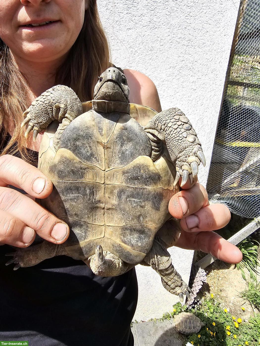 Bild 7: 5 Griechische Landschildkröten suchen dringend ein Zuhause