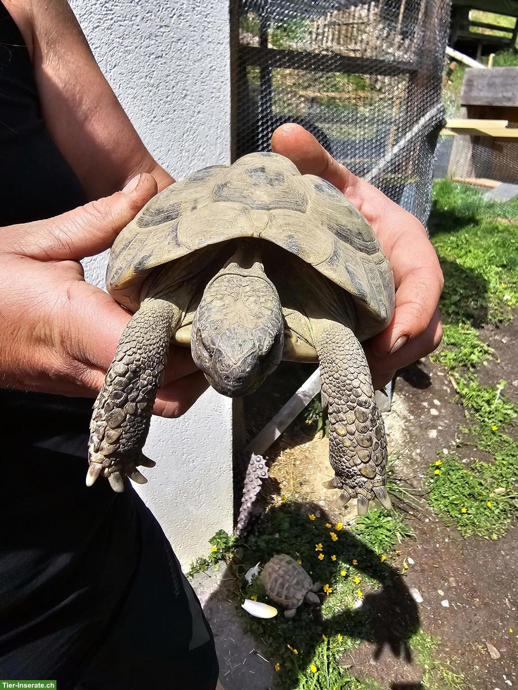 Bild 8: 5 Griechische Landschildkröten suchen dringend ein Zuhause