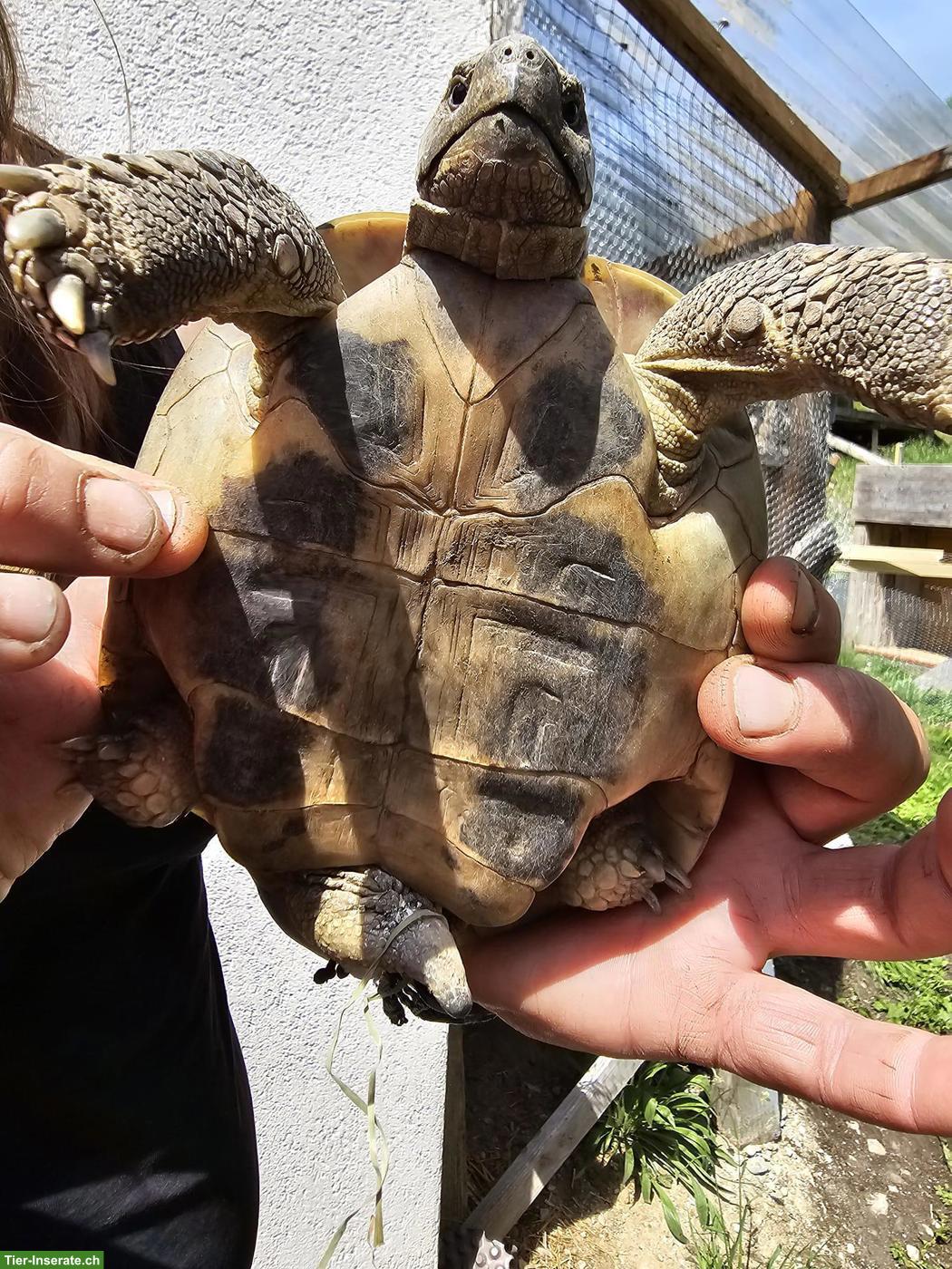 Bild 9: 5 Griechische Landschildkröten suchen dringend ein Zuhause