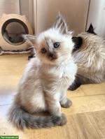 Ragdoll x Neva Masquarade Kitten, Kater sucht liebevolles Zuhause