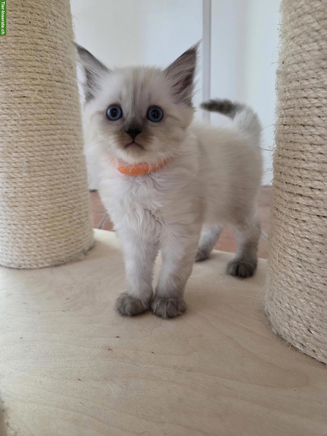 Bild 2: Ragdoll x Neva Masquarade Kitten, Kater sucht liebevolles Zuhause