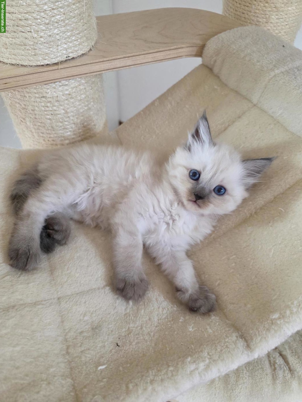 Bild 3: Ragdoll x Neva Masquarade Kitten, Kater sucht liebevolles Zuhause