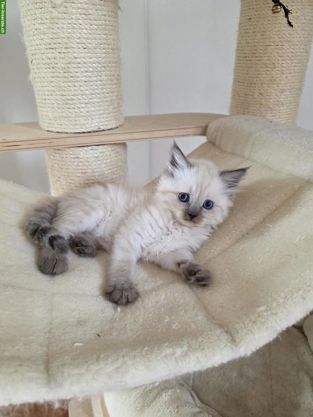 Bild 4: Ragdoll x Neva Masquarade Kitten, Kater sucht liebevolles Zuhause
