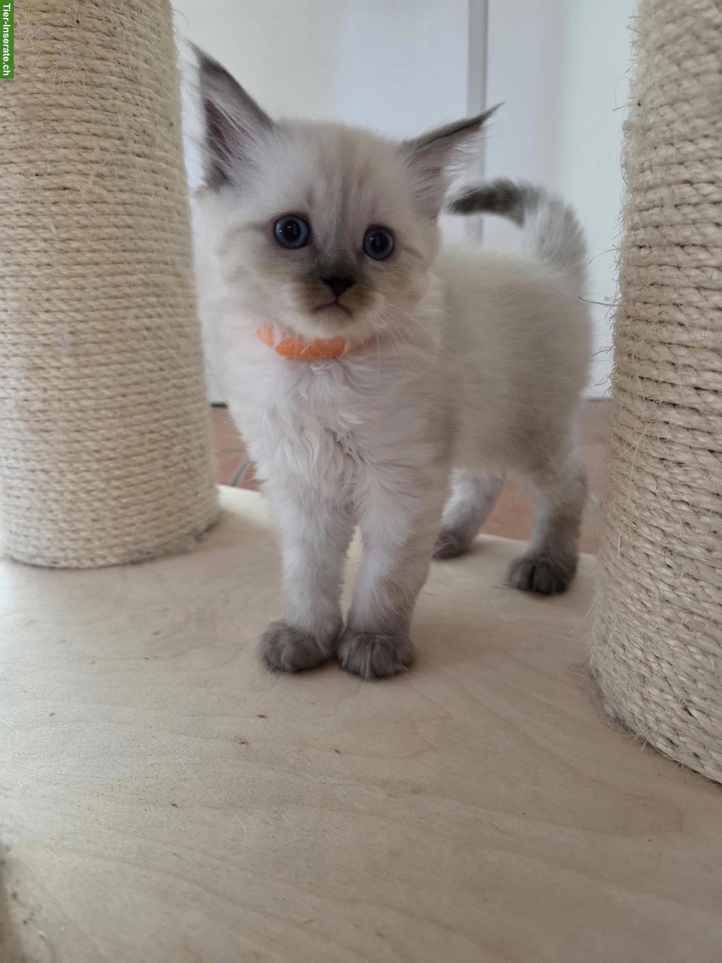 Bild 5: Ragdoll x Neva Masquarade Kitten, Kater sucht liebevolles Zuhause