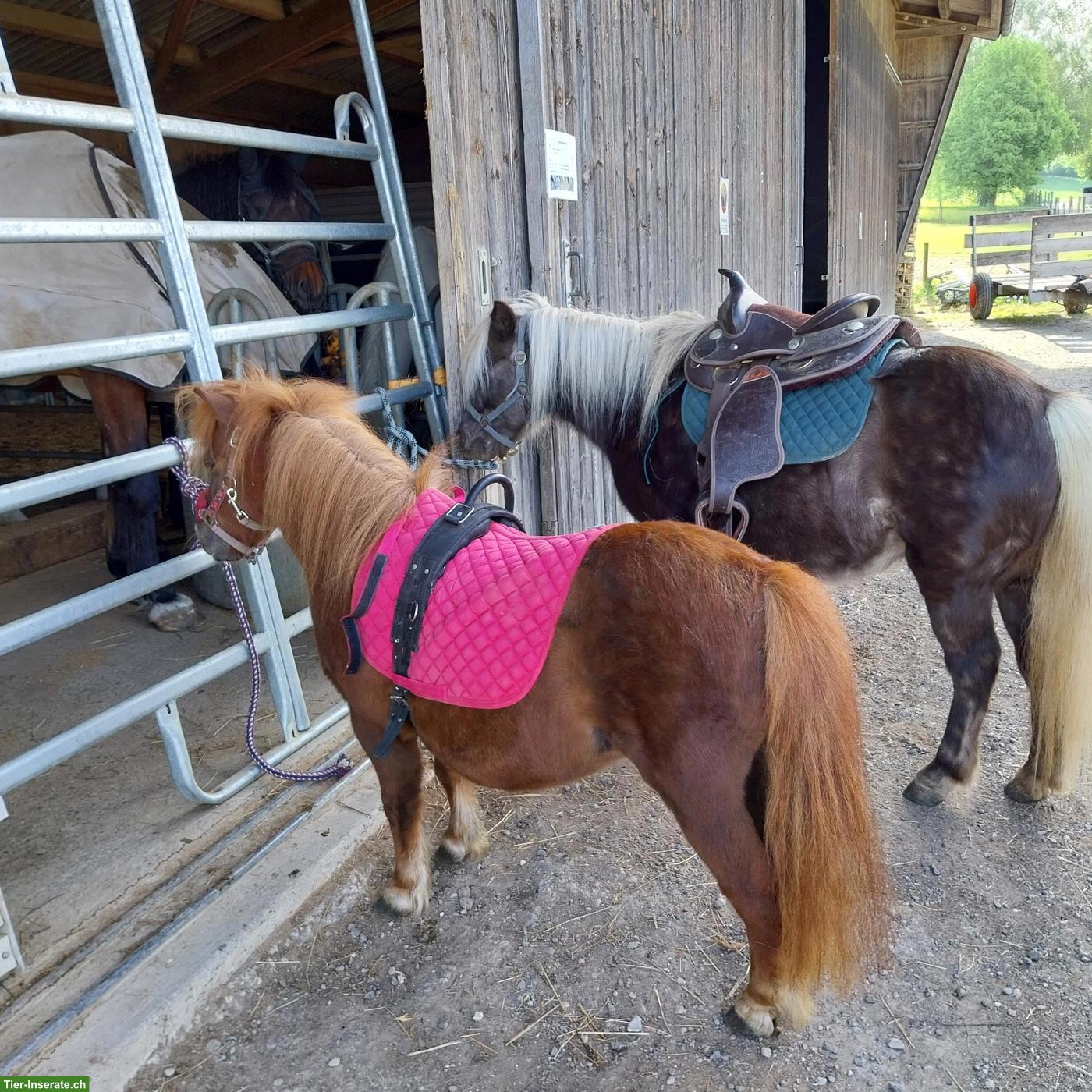 Tolle Classic Shetlandpony Stute zu verkaufen