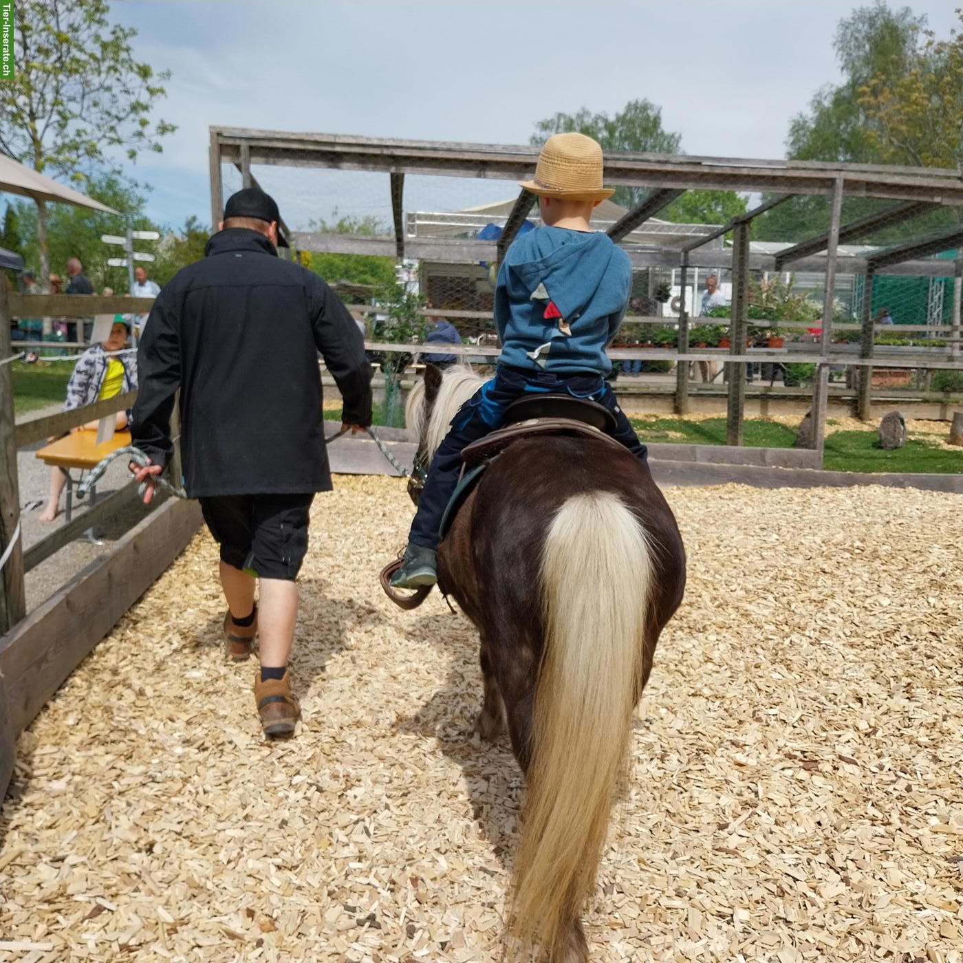 Bild 2: Tolle Classic Shetlandpony Stute zu verkaufen