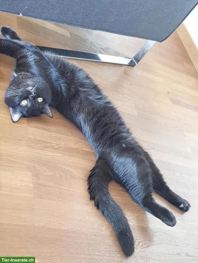 Bild 2: Perser x Waldkatze Mischlingskater, Geschwisterpaar