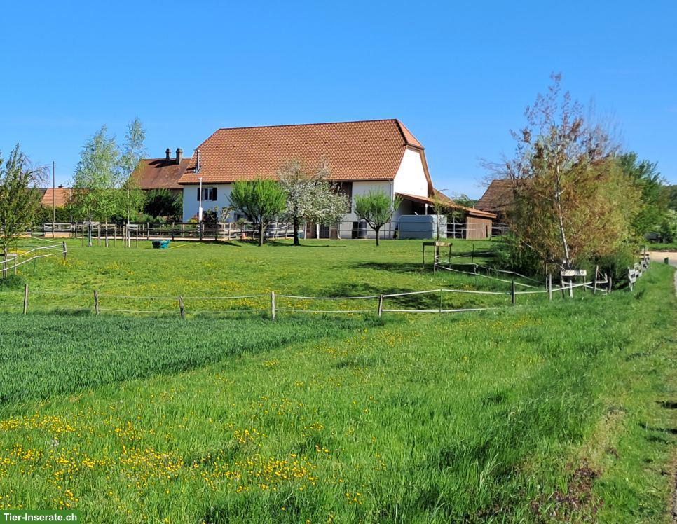 Wunderschöner Pferdehof mit 4 Boxen & Paddock im Schweizer Jura