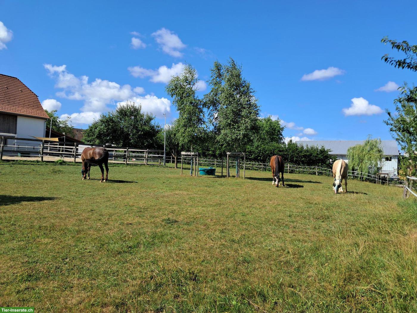 Bild 2: Wunderschöner Pferdehof mit 4 Boxen & Paddock im Schweizer Jura