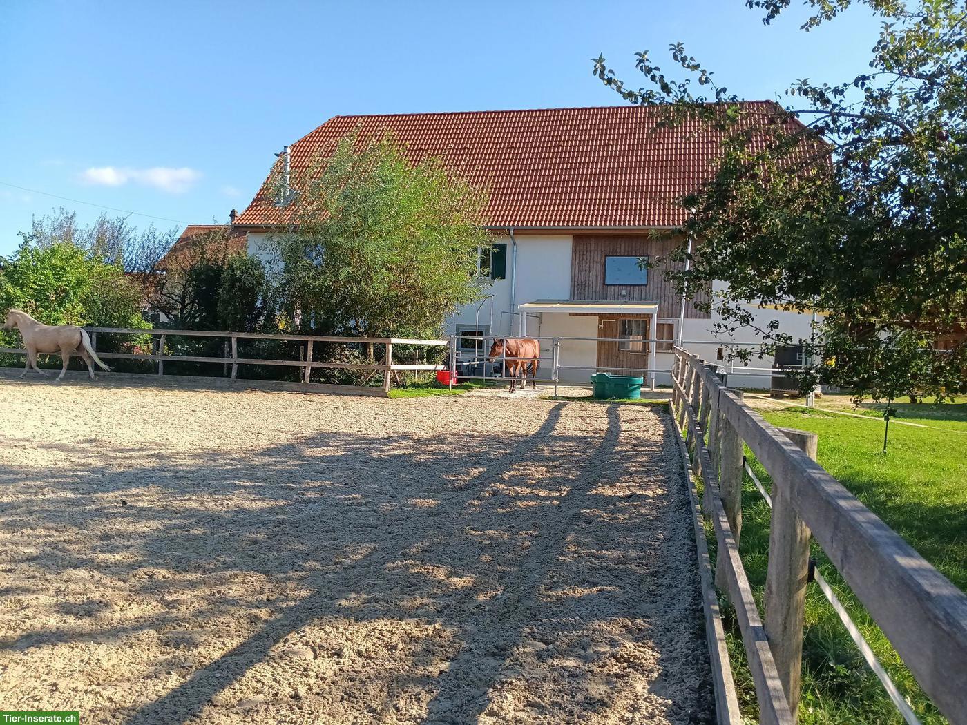 Bild 4: Wunderschöner Pferdehof mit 4 Boxen & Paddock im Schweizer Jura