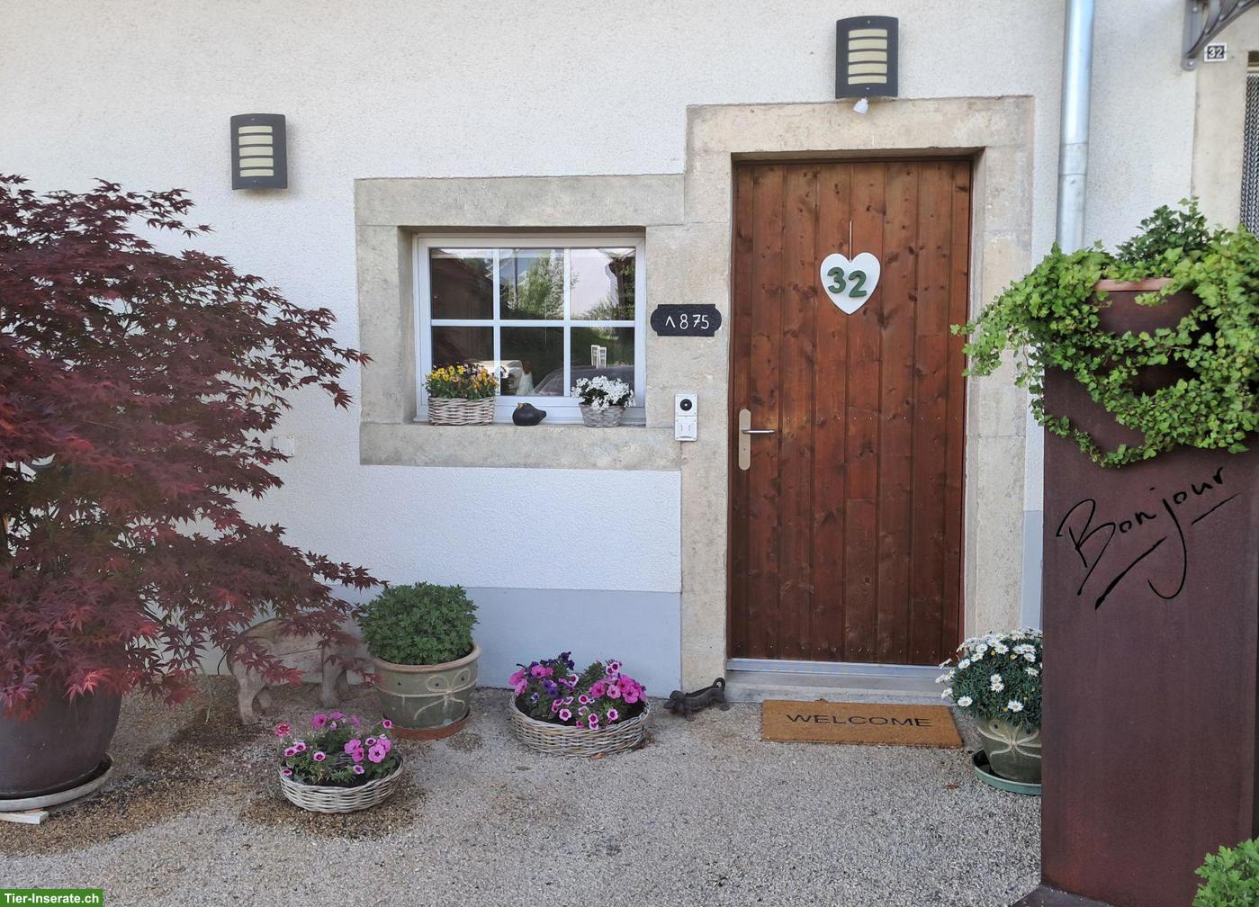 Bild 6: Wunderschöner Pferdehof mit 4 Boxen & Paddock im Schweizer Jura