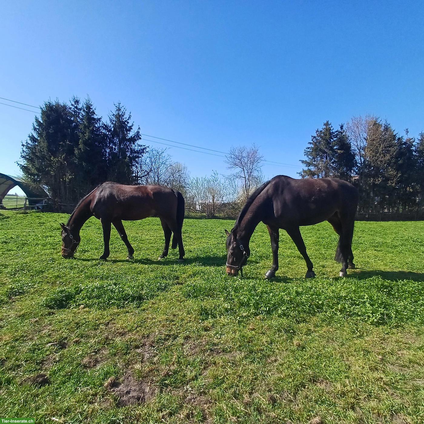 Bild 2: 1 Auslaufboxe zu vermieten in Moosseedorf BE