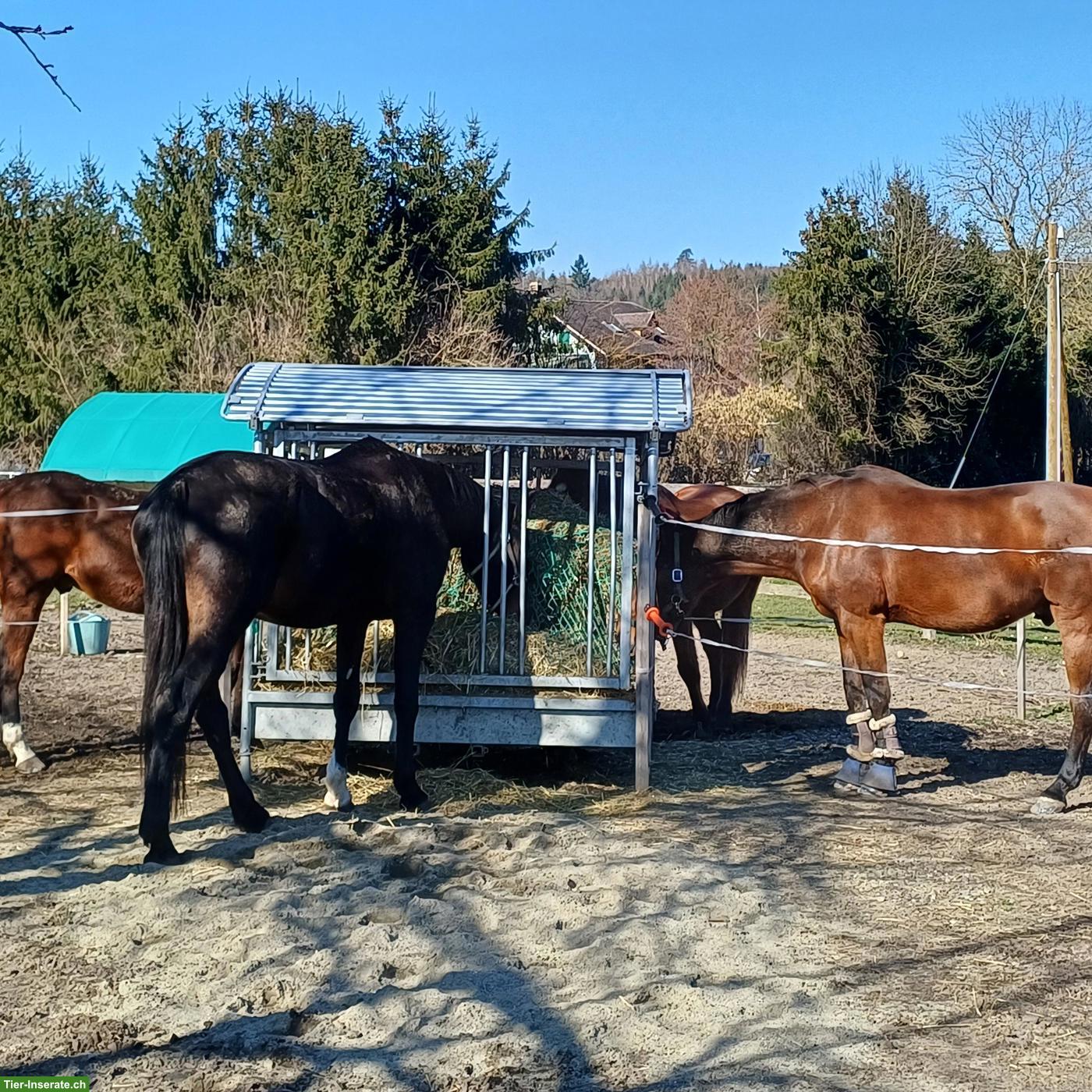 Bild 4: 1 Auslaufboxe zu vermieten in Moosseedorf BE