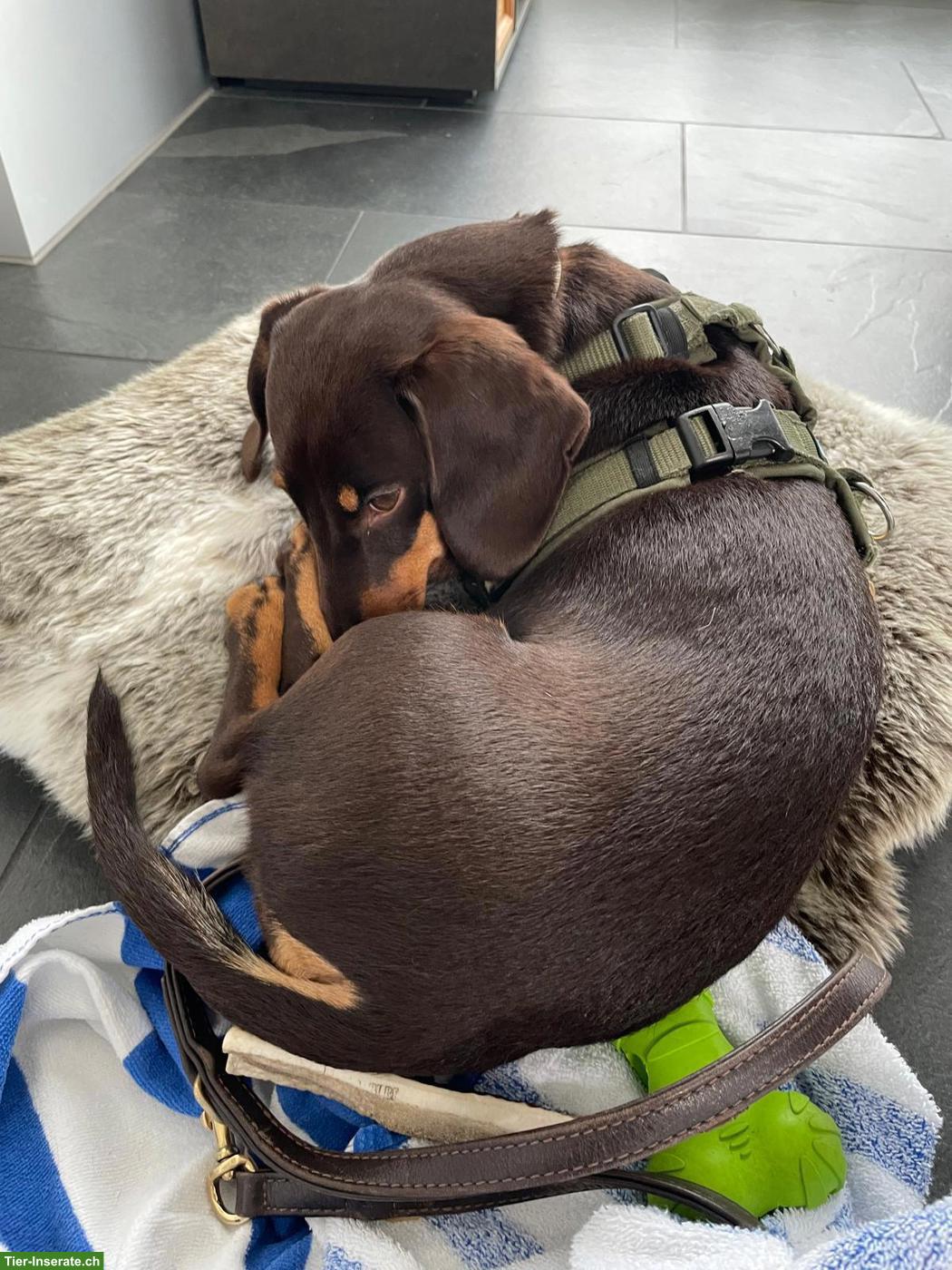 Bild 3: Amerikanischer Zwergdackel Hündin "Nala" sucht liebevolles Zuhause