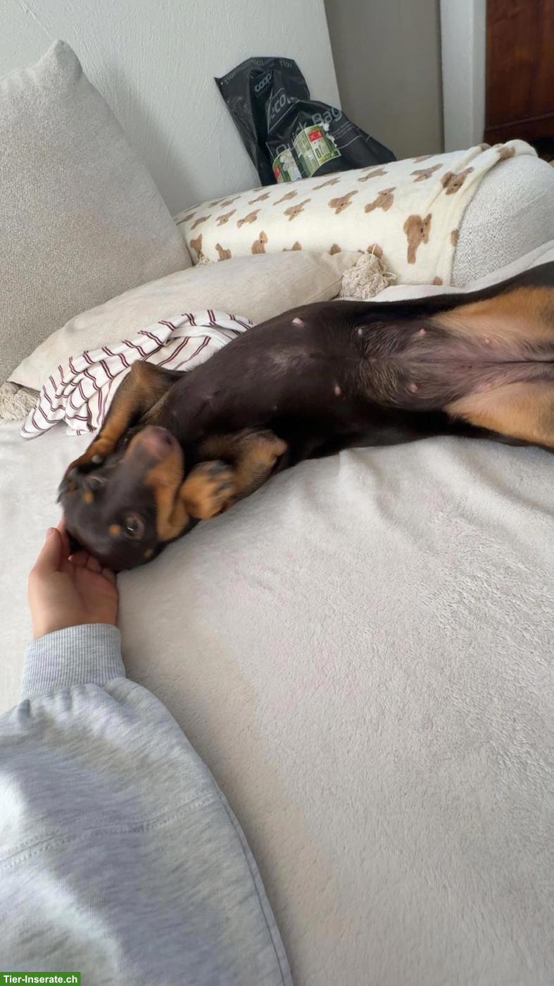 Bild 4: Amerikanischer Zwergdackel Hündin "Nala" sucht liebevolles Zuhause