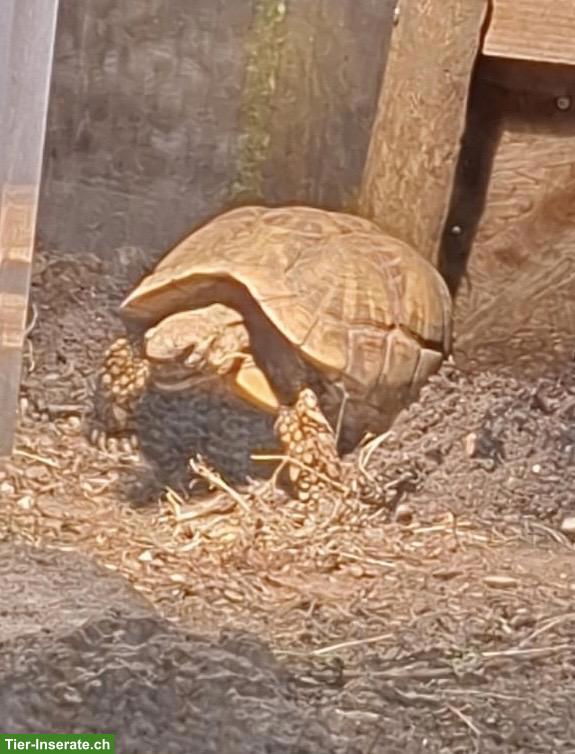 Indische Sternschildkröten (Geochelone elegans)