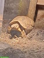 Indische Sternschildkröten (Geochelone elegans)