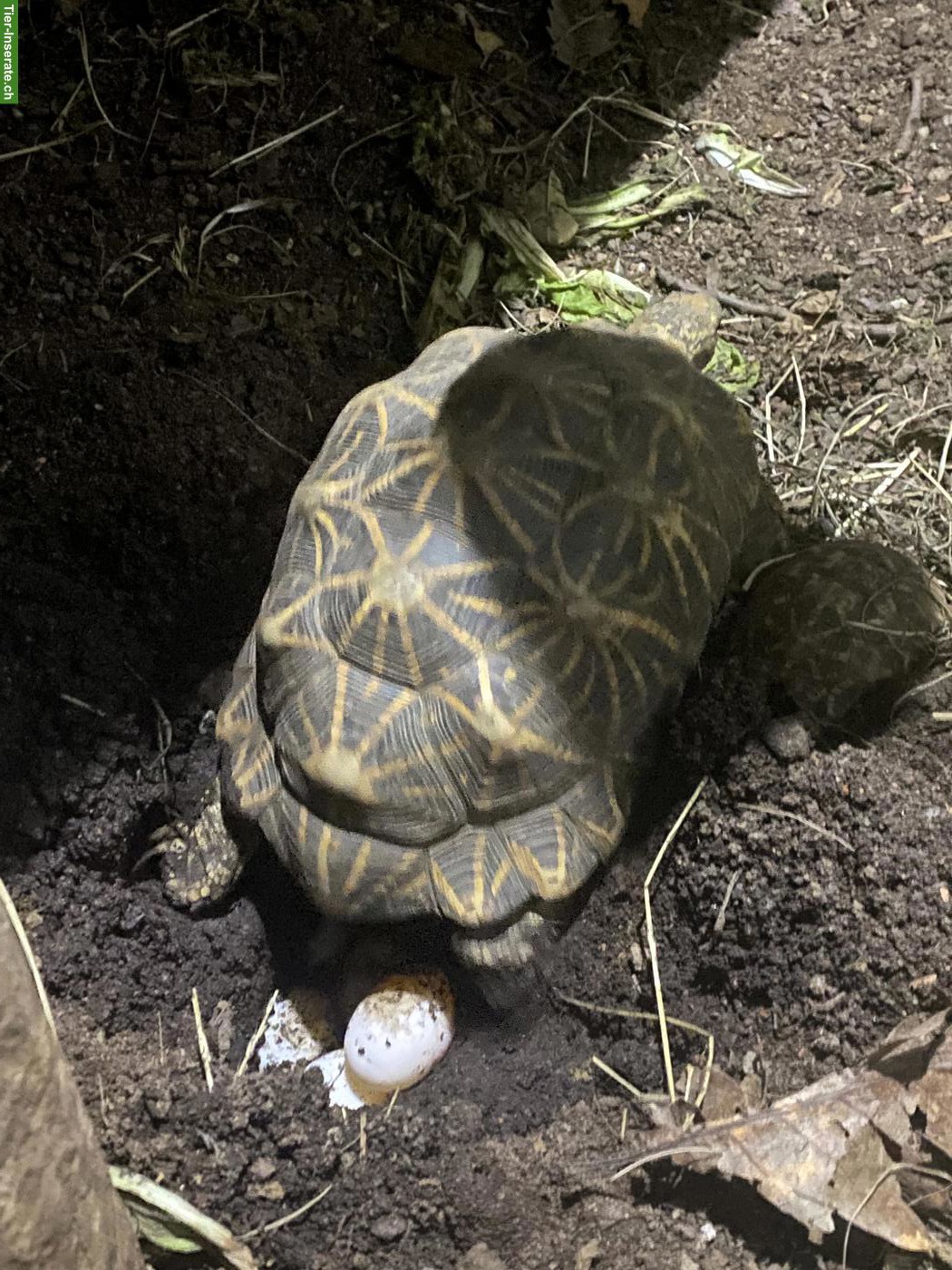 Bild 2: Indische Sternschildkröten (Geochelone elegans)