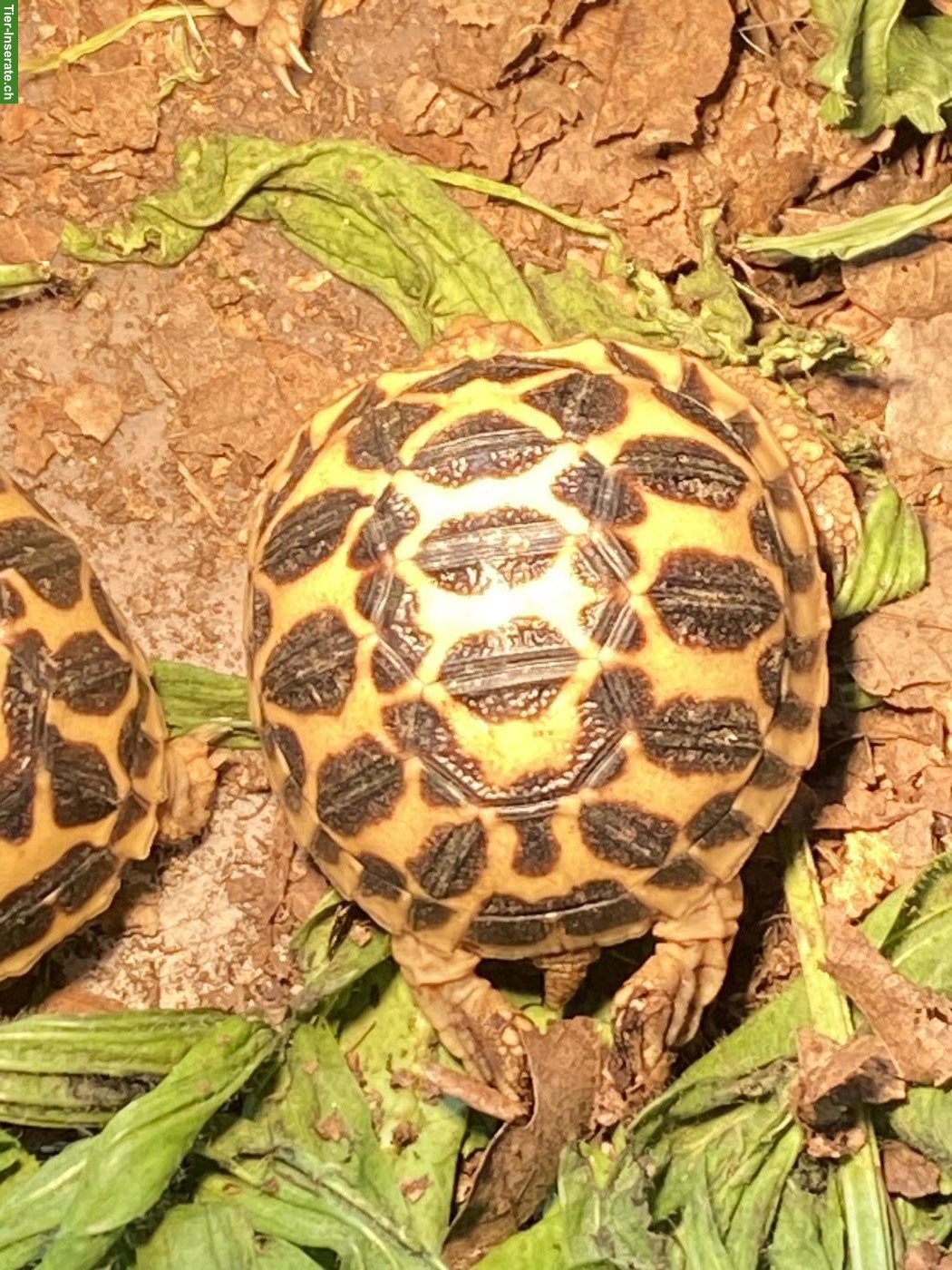 Bild 3: Indische Sternschildkröten (Geochelone elegans)