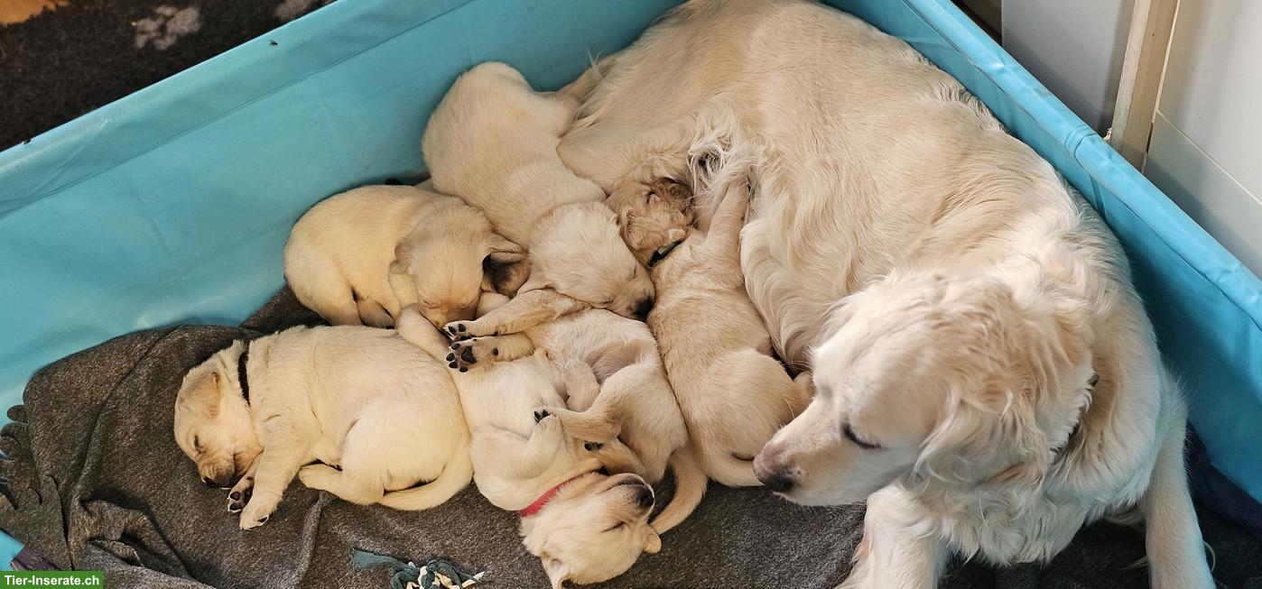 Golden Retriever x Labrador Mischlingswelpen suchen ein Zuhause