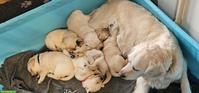 Golden Retriever x Labrador Mischlingswelpen suchen ein Zuhause
