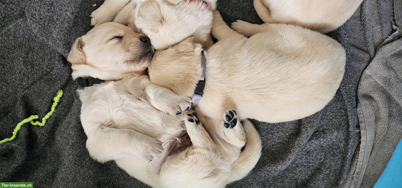 Bild 2: Golden Retriever x Labrador Mischlingswelpen suchen ein Zuhause