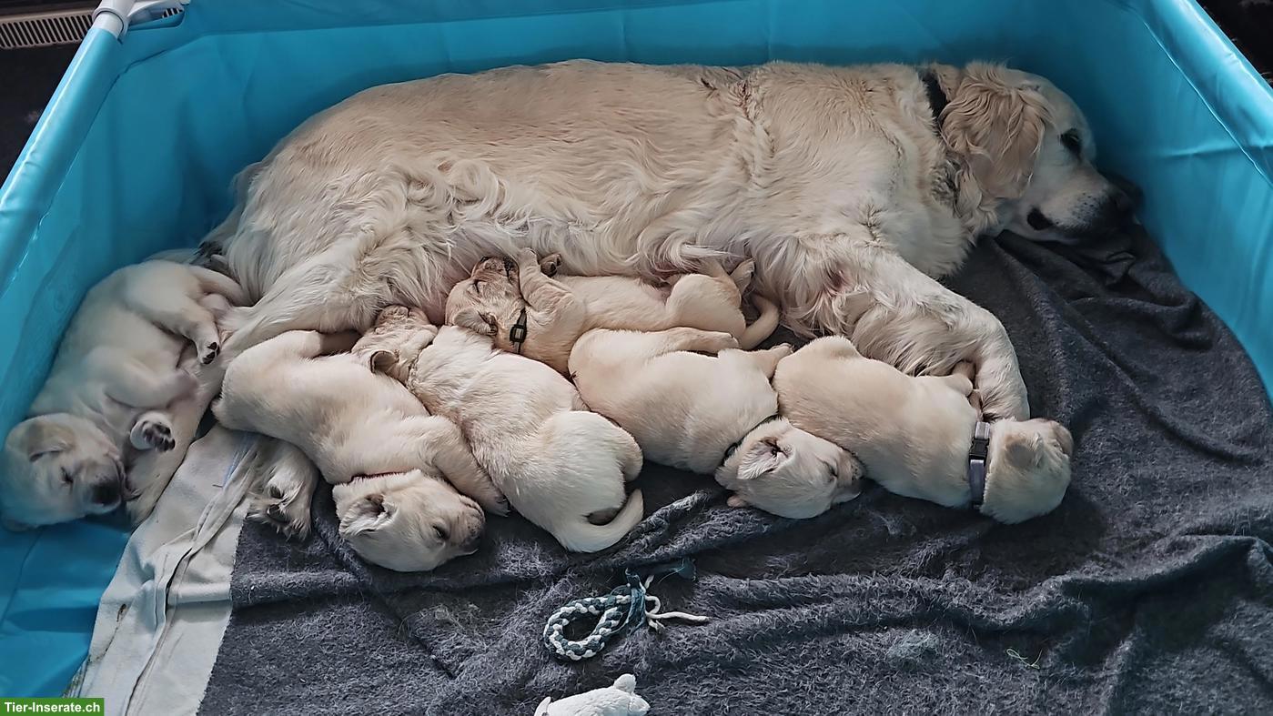 Bild 3: Golden Retriever x Labrador Mischlingswelpen suchen ein Zuhause