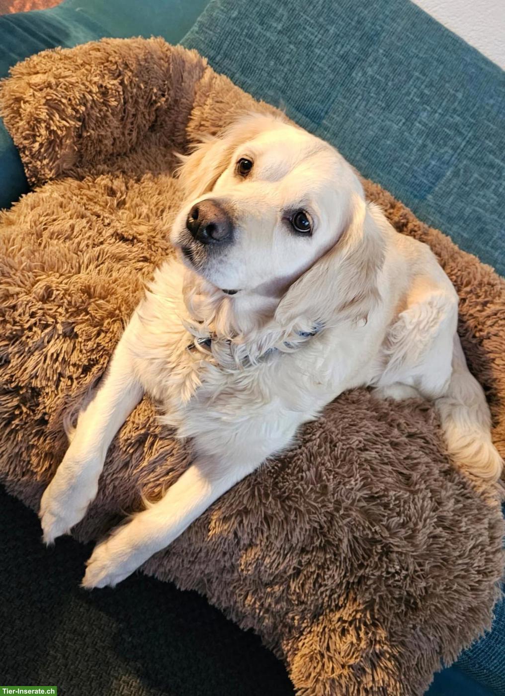 Bild 4: Golden Retriever x Labrador Mischlingswelpen suchen ein Zuhause