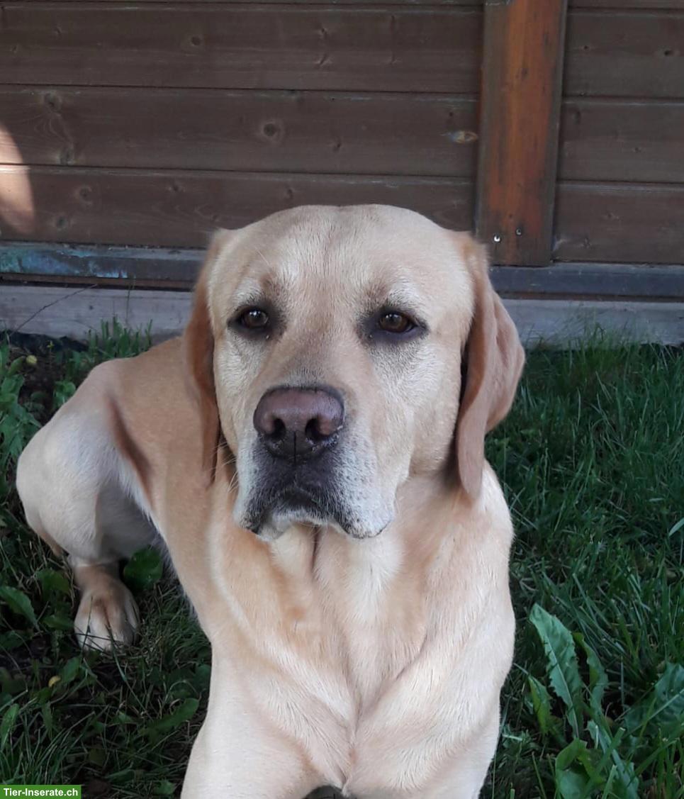Bild 5: Golden Retriever x Labrador Mischlingswelpen suchen ein Zuhause