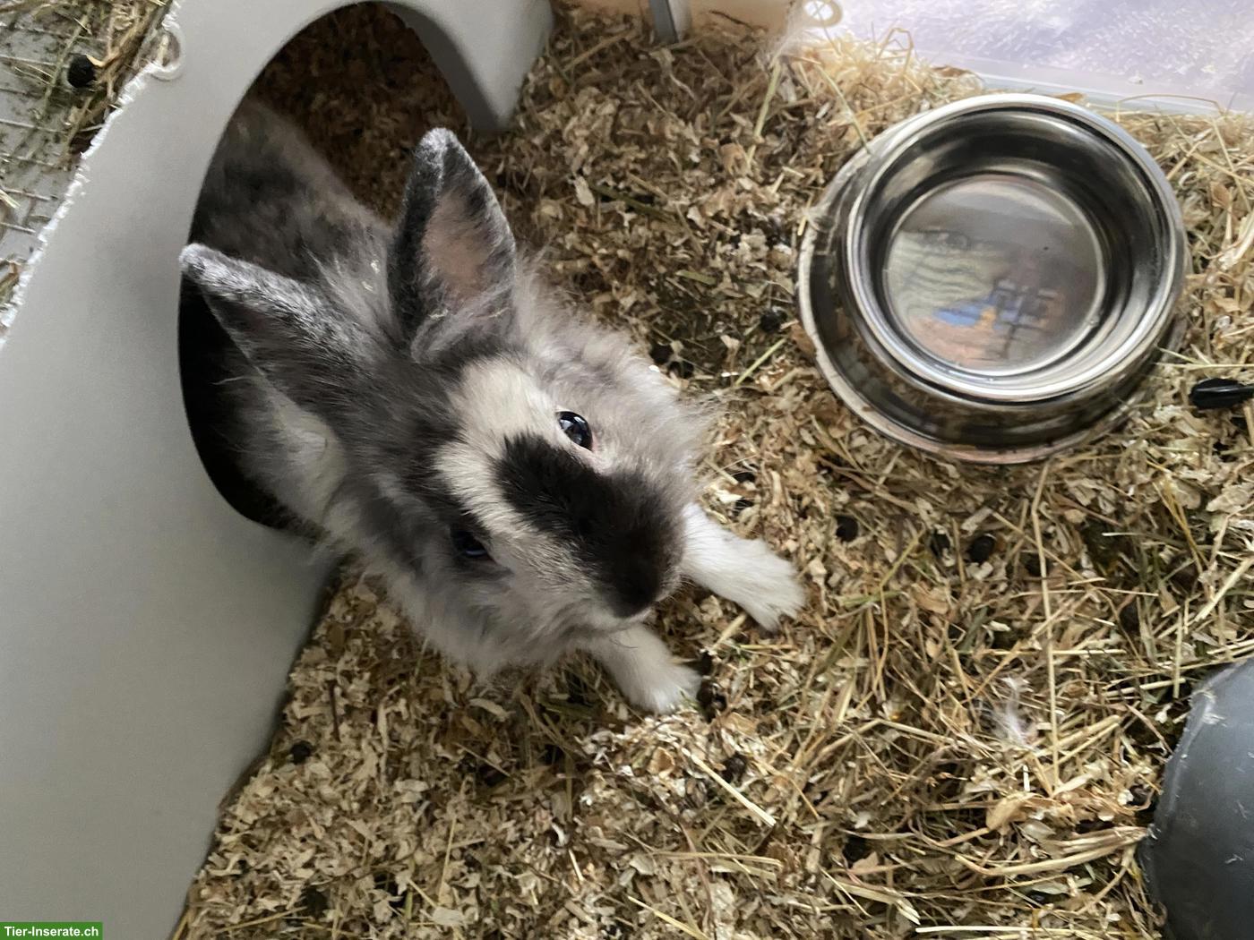 2 süsse Löwenkopf Zwergkaninchen Weibchen