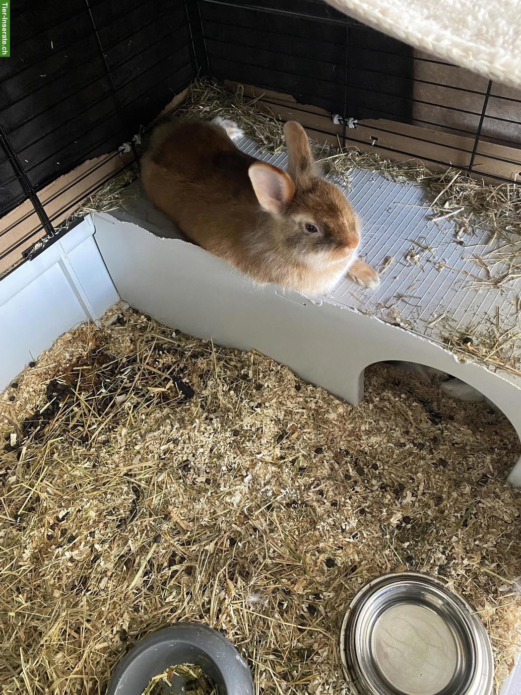 Bild 2: 2 süsse Löwenkopf Zwergkaninchen Weibchen