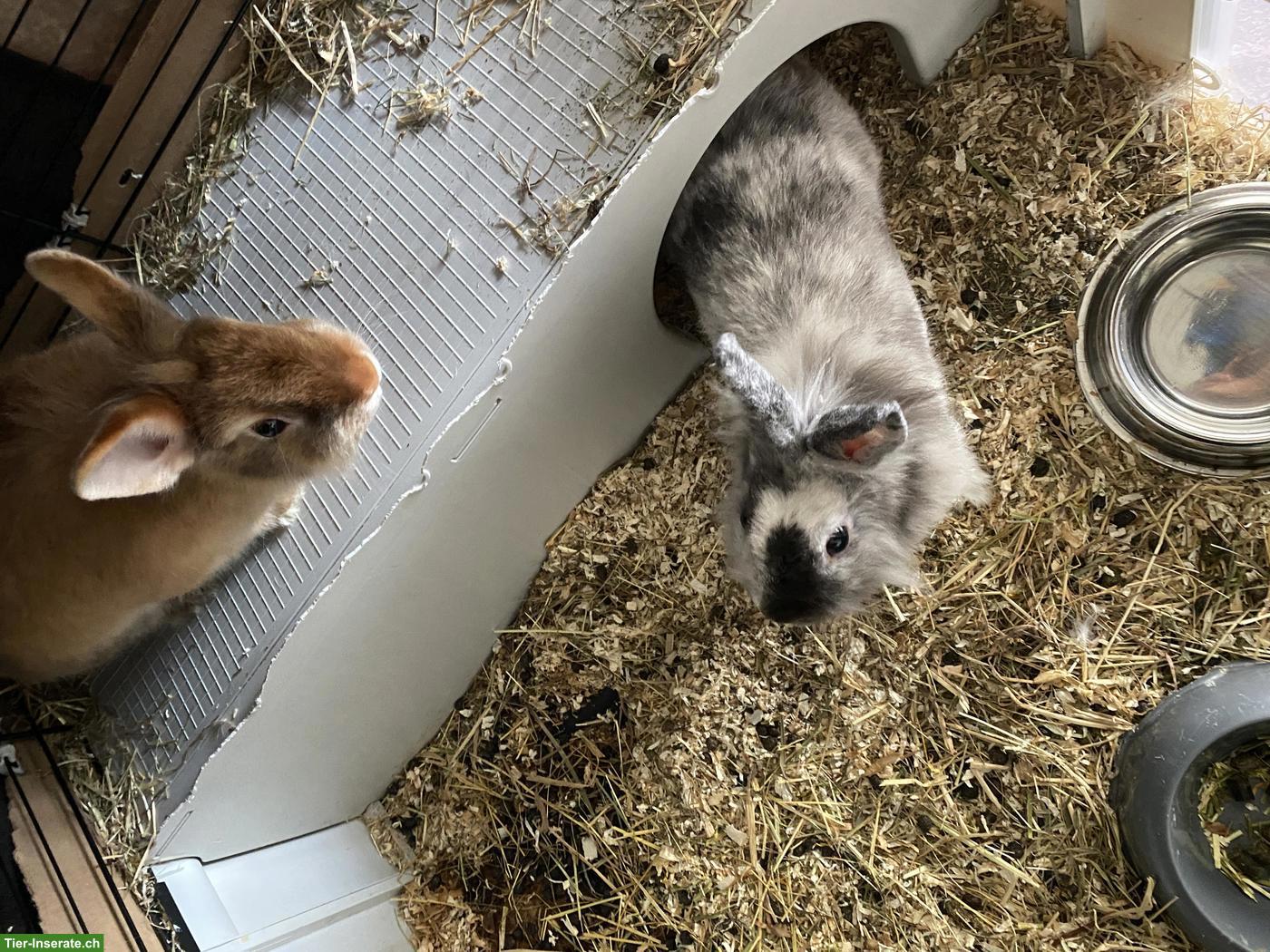 Bild 3: 2 süsse Löwenkopf Zwergkaninchen Weibchen