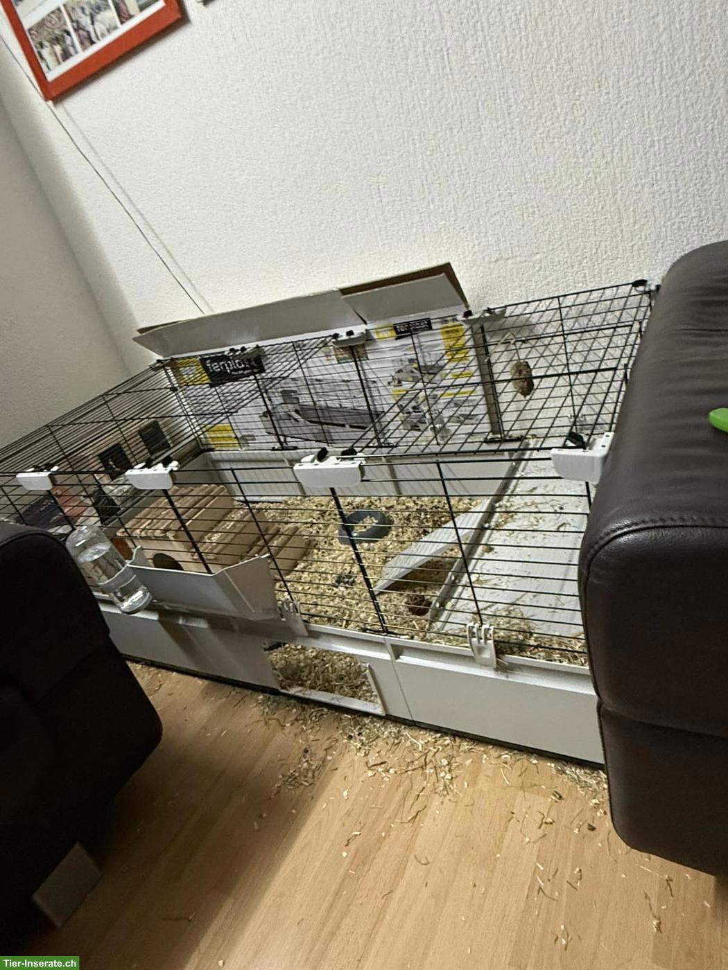 Bild 6: 2 süsse Löwenkopf Zwergkaninchen Weibchen