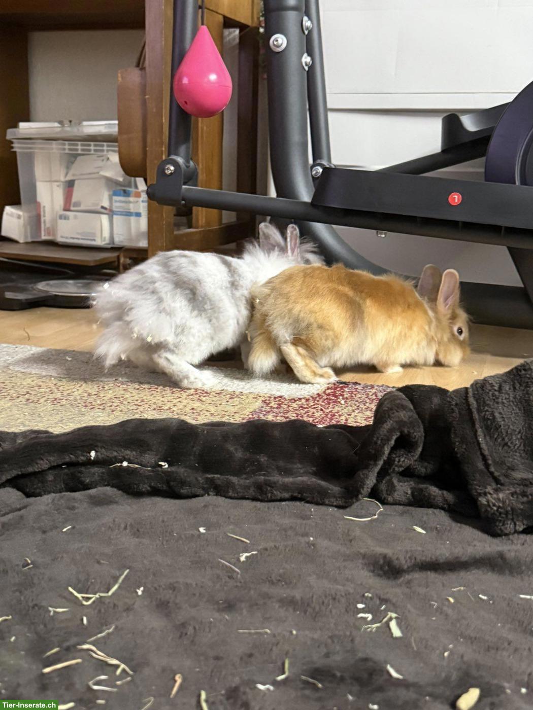 Bild 7: 2 süsse Löwenkopf Zwergkaninchen Weibchen