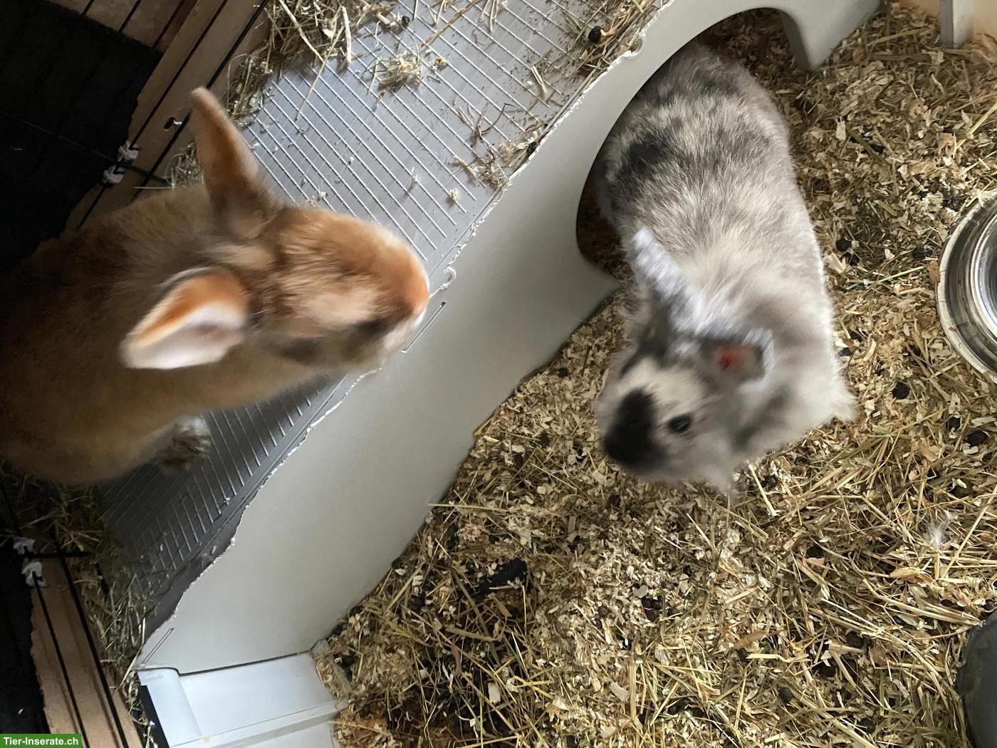 Bild 8: 2 süsse Löwenkopf Zwergkaninchen Weibchen