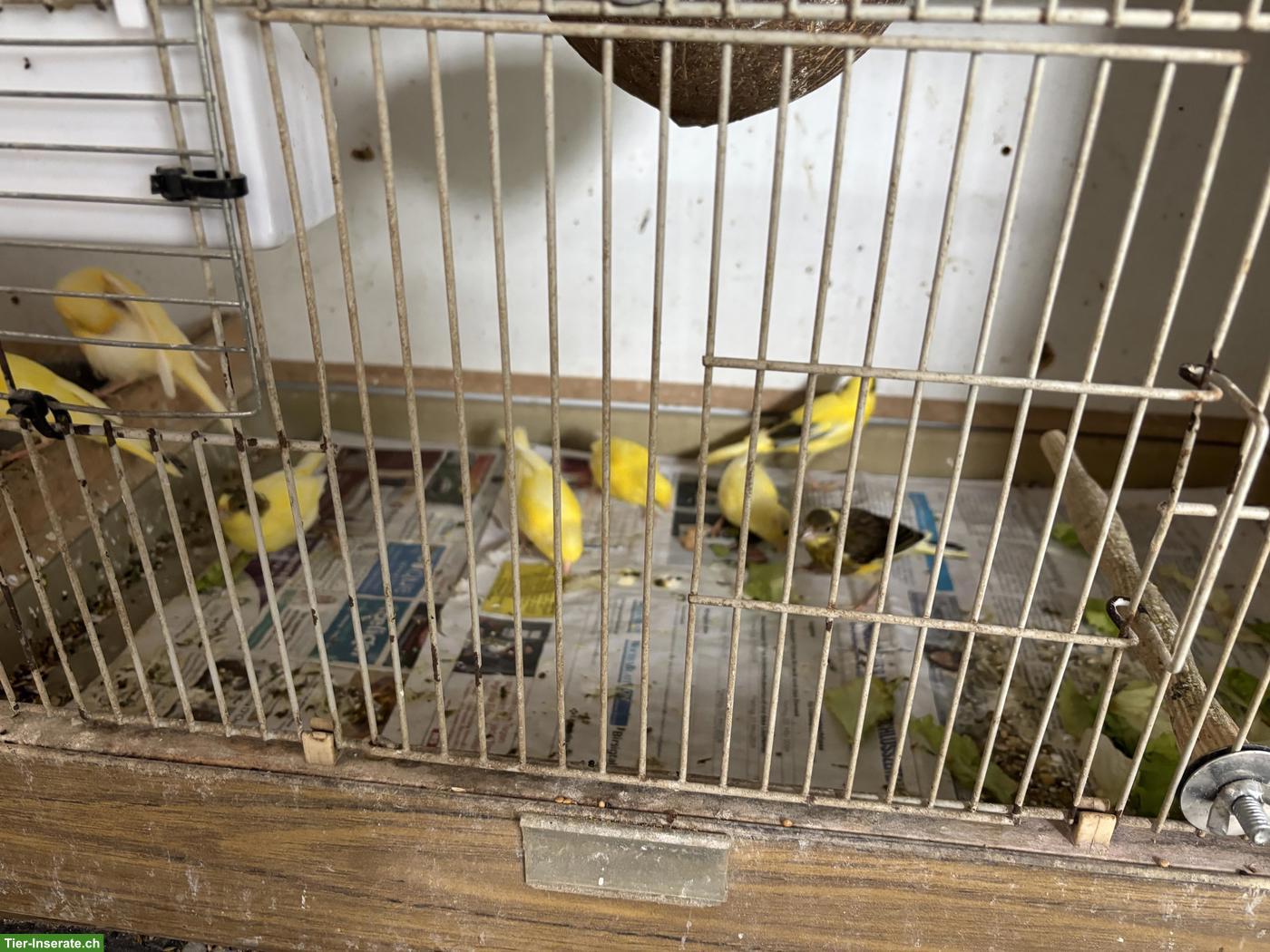 Junger Kanarienvogel zu verkaufen