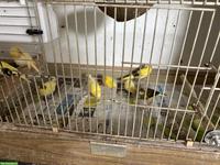 Junger Kanarienvogel zu verkaufen