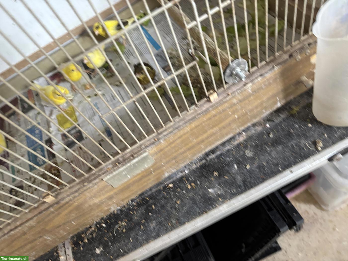 Bild 2: Junger Kanarienvogel zu verkaufen