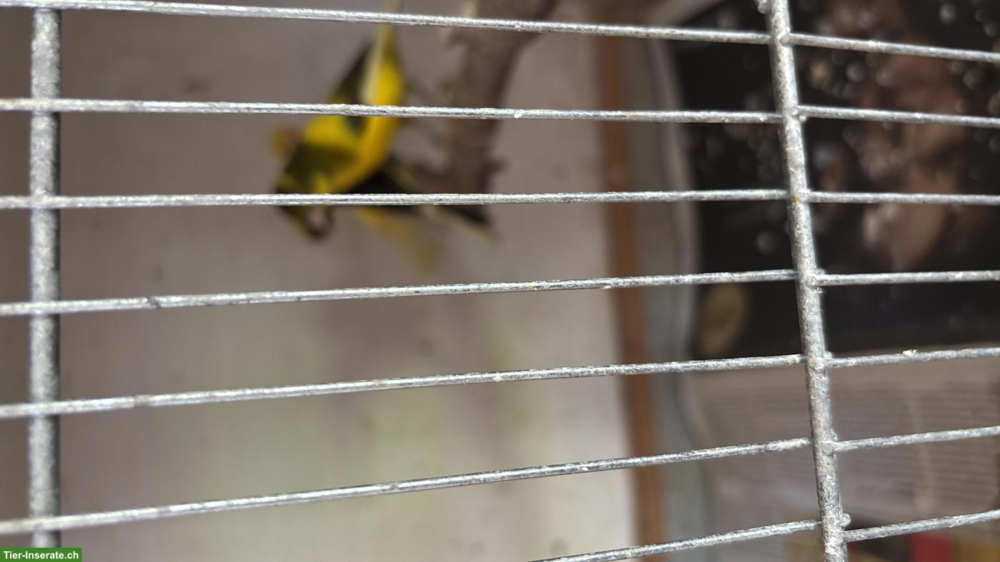 Bild 3: Junger Kanarienvogel zu verkaufen