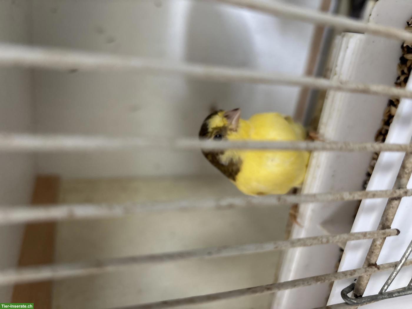 Bild 4: Junger Kanarienvogel zu verkaufen