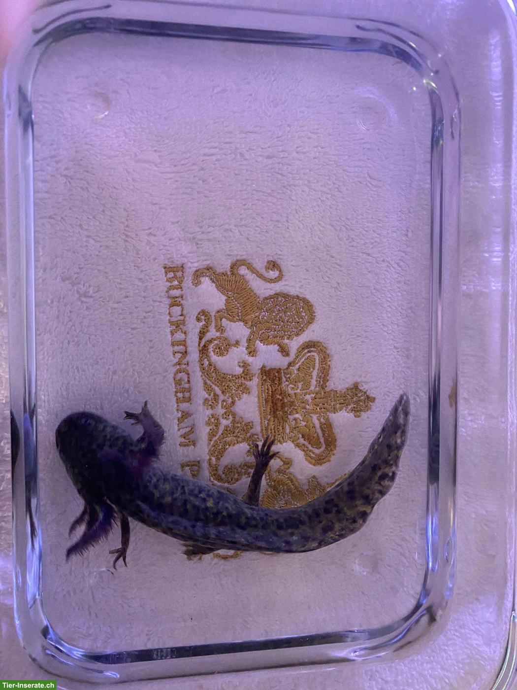 Junge Axolotl abzugeben