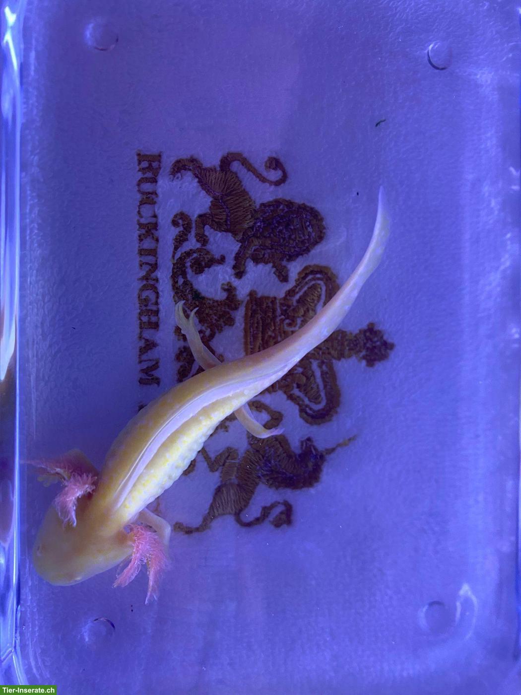 Bild 2: Junge Axolotl abzugeben