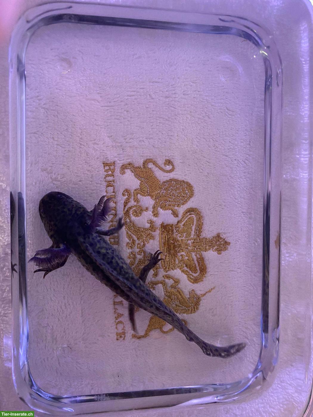 Bild 4: Junge Axolotl abzugeben