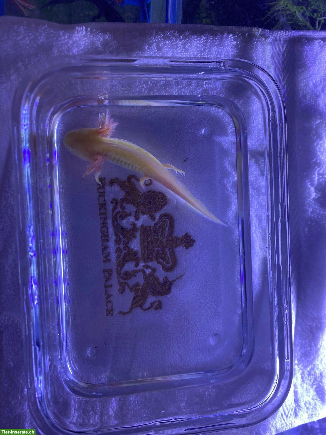 Bild 5: Junge Axolotl abzugeben