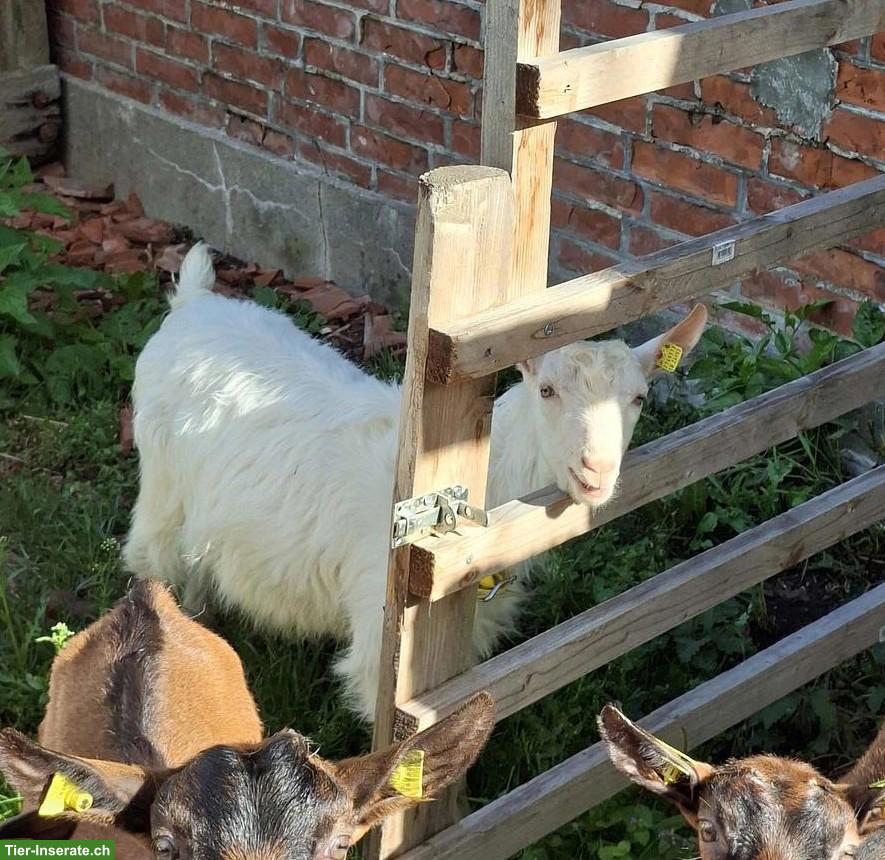Appenzeller Ziege mit Papieren
