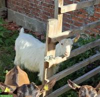 Appenzeller Ziege mit Papieren