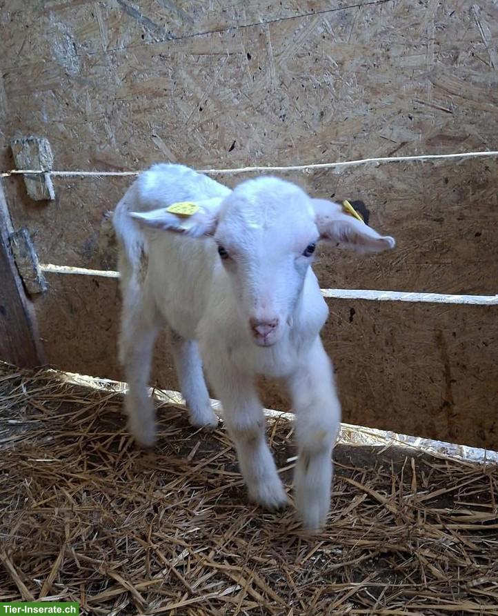 2 junge Saanenziege Bock mit Papier